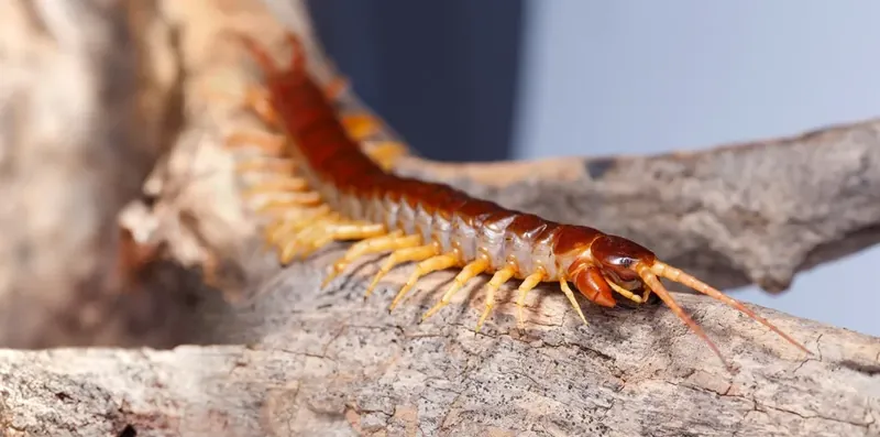 বিছা ও বিষাক্ত পোকা