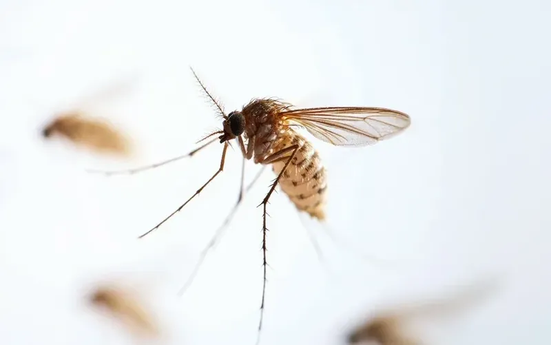মশা নিয়ন্ত্রণ
